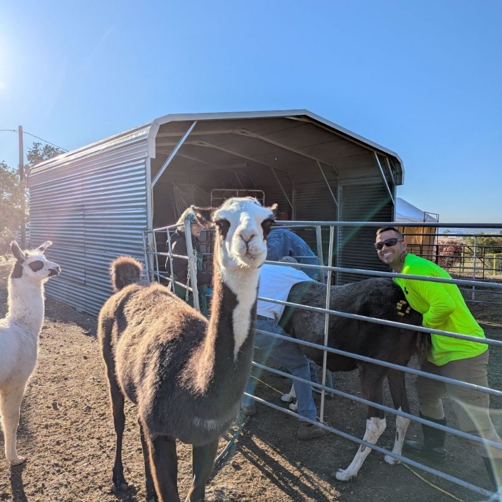 Southwest Llama Rescue – Kerrville, TX